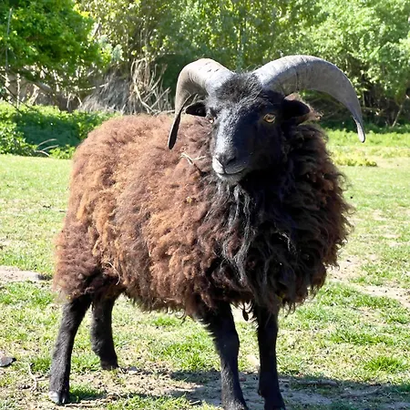 Séjour chez l'habitant Asio *