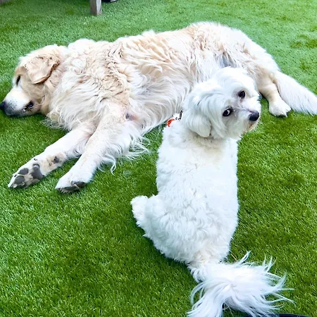 Séjour chez l'habitant Asio *