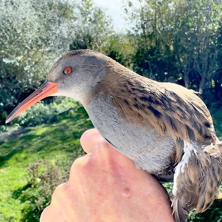 Asio Séjour chez l'habitant Middelkerke