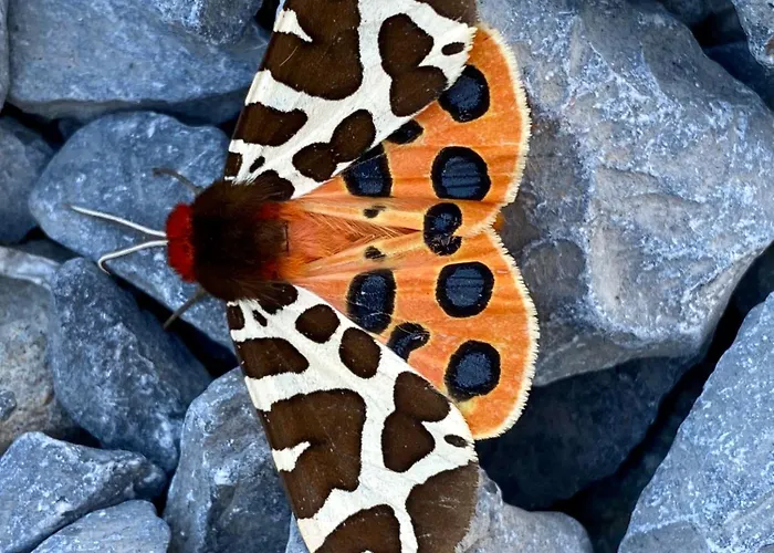 Asio Quarto em Acomodações Particulares